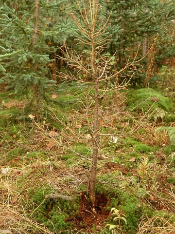 Arbres de Noël (sapins) - Pourridié-agaric (Armillaria spp.)