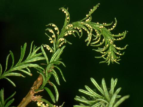 Arbres de Noël (sapins) - Rouille balai de sorcière (Melampsorella caryophyllacearum)