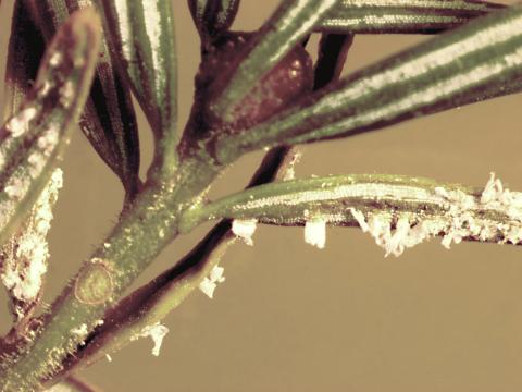 Arbres de Noël (sapins) - Rouille des aiguilles (Uredinopsis sp.)