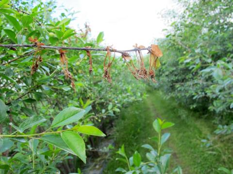 Cerise - Pourriture brune (Monilia fructicola)