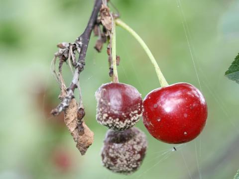 Cerise - Pourriture brune (Monilia fructicola)