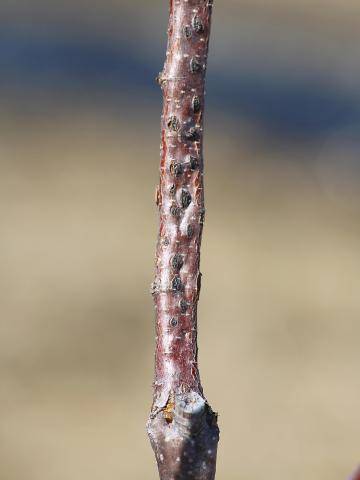 Noisetier - Brûlure orientale du noisetier (Anisogramma anomala)