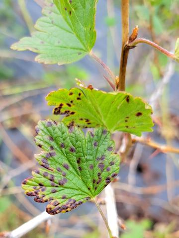 Groseille - Anthracnose (Drepanopeziza ribis)