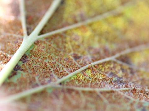 Cassis - Rouille vésiculeuse du pin blanc (Cronartium ribicola)