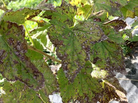 Cassis - Tache septorienne (Septoria ribis)