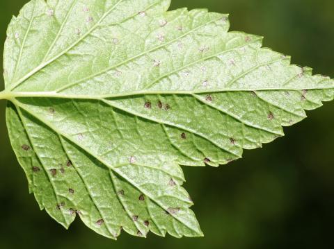 Cassis - Tache septorienne (Septoria ribis)