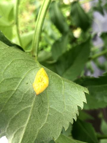 Sureau blanc - Rouille (Puccinia sambuci)