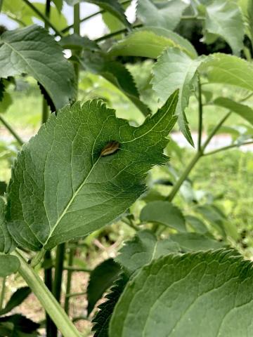 Sureau blanc - Rouille (Puccinia sambuci)