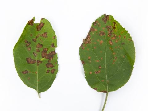 Pomme - Chancre à Botryosphaeria (Diplodia mutila)