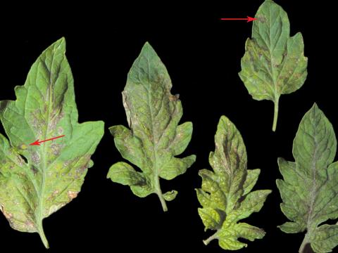 Tomate - Virus de la maladie bronzée de la tomate (TSWV)