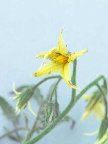 Tomate - Virus X de la pomme de terre (PVX)