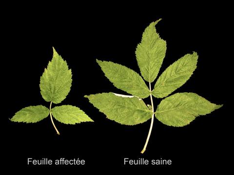 Framboise - Virus de la tache annulaire de la tomate (ToRSV)