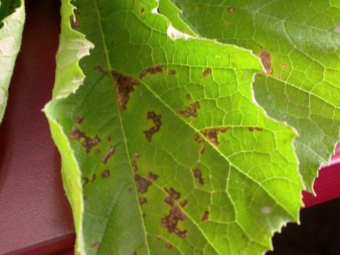 Courges - Tache bactérienne (Xanthomonas cucurbitae)