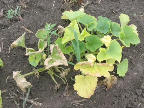 Courges - Flétrissement bactérien (Erwinia tracheiphila)