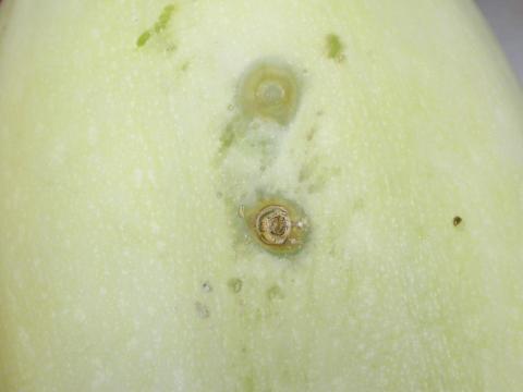 Courges - Tache angulaire (Pseudomonas syringae pv. lachrymans)