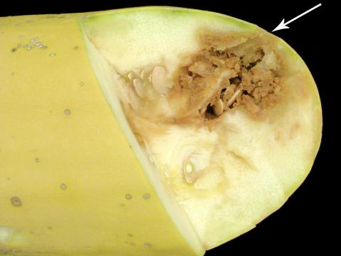 Courges - Tache angulaire (Pseudomonas syringae pv. lachrymans)