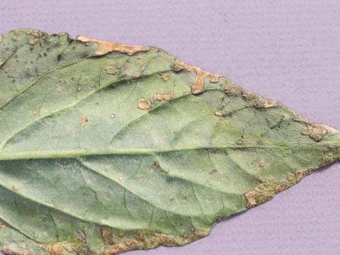 Poivron - Chancre bactérien (Clavibacter michiganensis subsp. michiganensis)