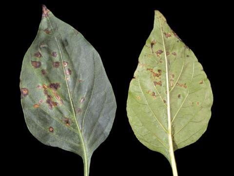 Poivron - Tache bactérienne (Xanthomonas euvesicatoria)