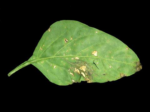 Poivron - Moucheture bactérienne (Pseudomonas syringae pv. tomato)