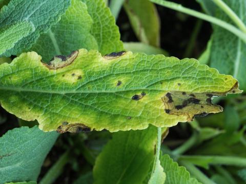 Sauges - Tache bactérienne (Xanthomonas sp.)