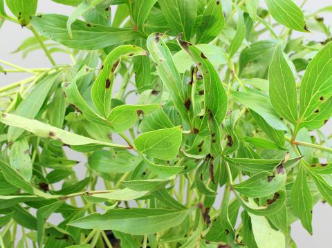 Pivoines - Tache bactérienne (Xanthomonas sp.)