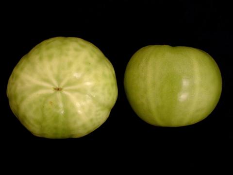 Tomate - Chancre bactérien (Clavibacter michiganensis subsp. michiganensis)