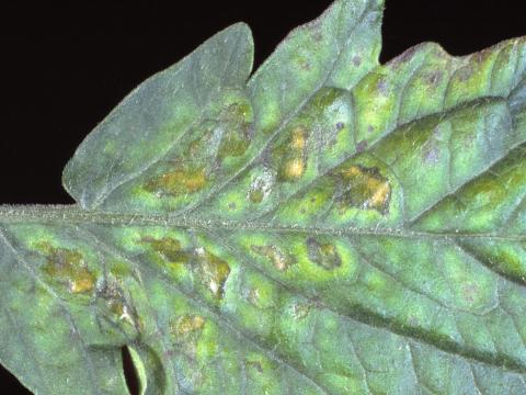 Tomate - Chancre bactérien (Clavibacter michiganensis subsp. michiganensis)