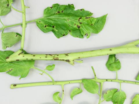 Tomate - Moucheture bactérienne (Pseudomonas syringae pv. tomato)