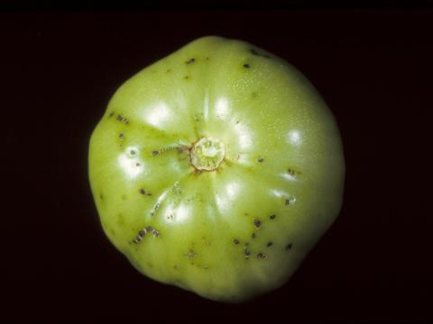 Tomate - Moucheture bactérienne (Pseudomonas syringae pv. tomato)