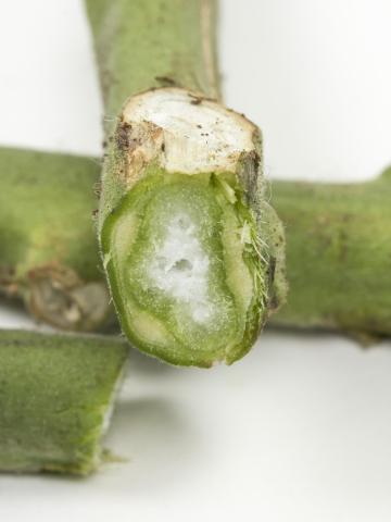 Tomate - Chancre bactérien (Clavibacter michiganensis subsp. michiganensis)