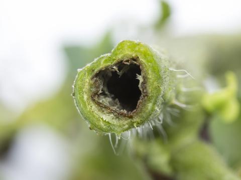 Tomate - Moelle noire (Pseudomonas corrugata)