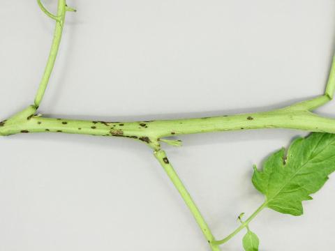 Tomate - Moucheture bactérienne (Pseudomonas syringae pv. tomato)