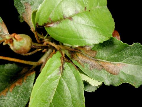 Pomme - Brûlure bactérienne (Erwinia amylovora)