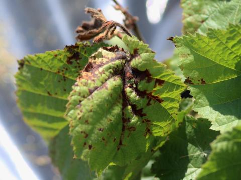 Noisetier - Brûlure bactérienne (Xanthomonas arboricola pv. corylina)