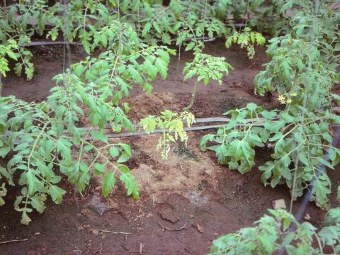 Tomate - Nématode cécidogène du nord (Meloidogyne hapla)