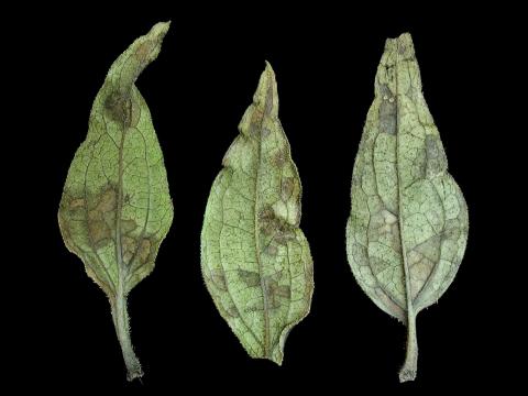 Échinacées - Nématode foliaire (Aphelenchoides sp.)