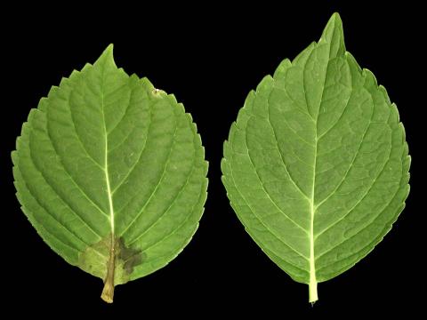 Hydrangées - Nématode des tiges et des bulbes (Ditylenchus dipsaci)