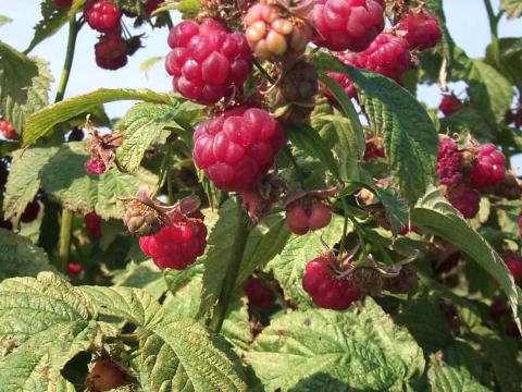 Framboise - Virus de la tache annulaire de la tomate (ToRSV)