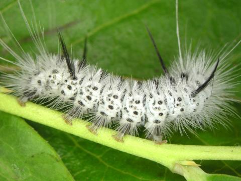 Halysidote du caryer (Lophocampa caryae)_1