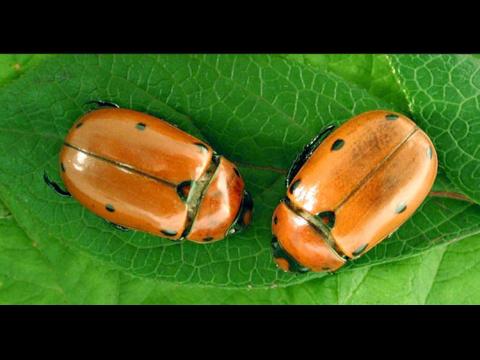 Pelidnota punctata_1