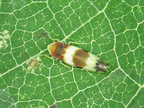 Cicadelle de la vigne (Erythroneura vitis)_2