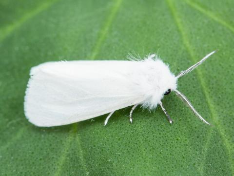 Chenille à tente estivale (Hyphantria cunea)_2