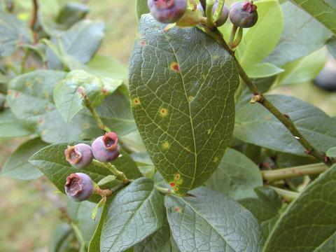 Bleuet en corymbe - Virus de la tache annulaire de la tomate (ToRSV)