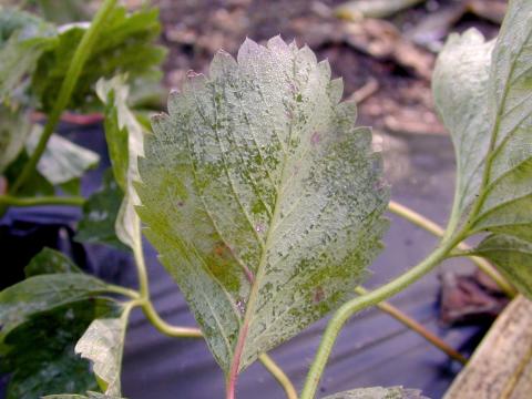 Fraise - Tache angulaire (Xanthomonas fragariae)