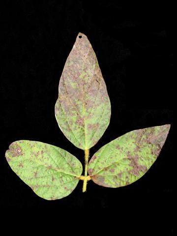 Soya - Pustule bactérienne (Xanthomonas axonopodis pv. glycines)