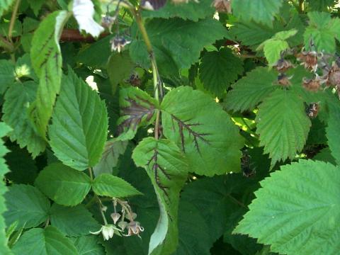 Framboise - Brûlure bactérienne (Erwinia amylovora)