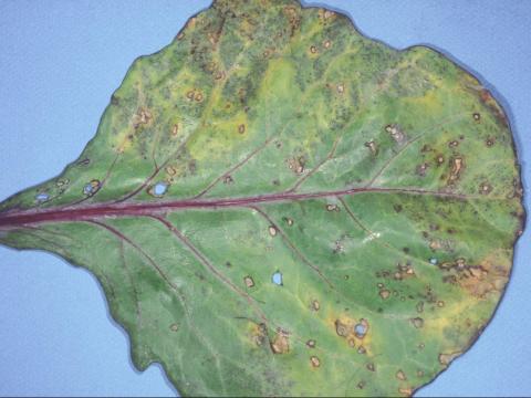 Chou pommé - Tache bactérienne (Xanthomonas campestris pv. raphani)