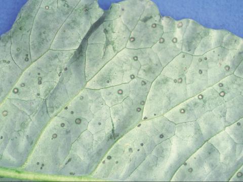 Brocoli - Tache bactérienne (Xanthomonas campestris pv. raphani)