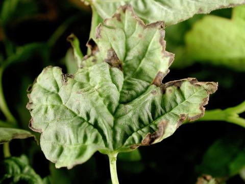 Viornes - Tache bactérienne (Pseudomonas syringae)