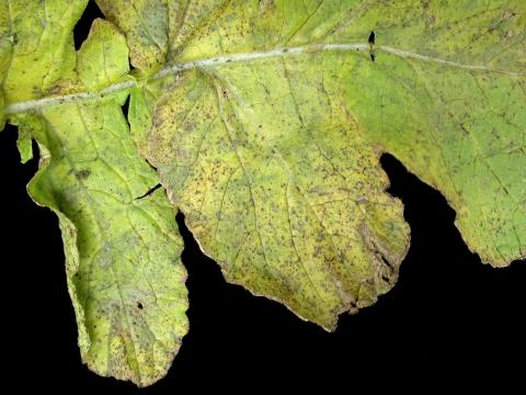 Radis - Moucheture bactérienne (Pseudomonas syringae pv. maculicola)_3